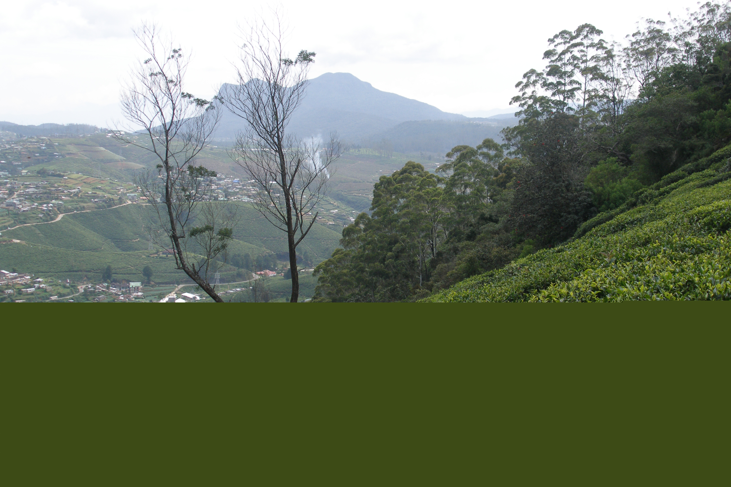 Nuwara tea rolling
