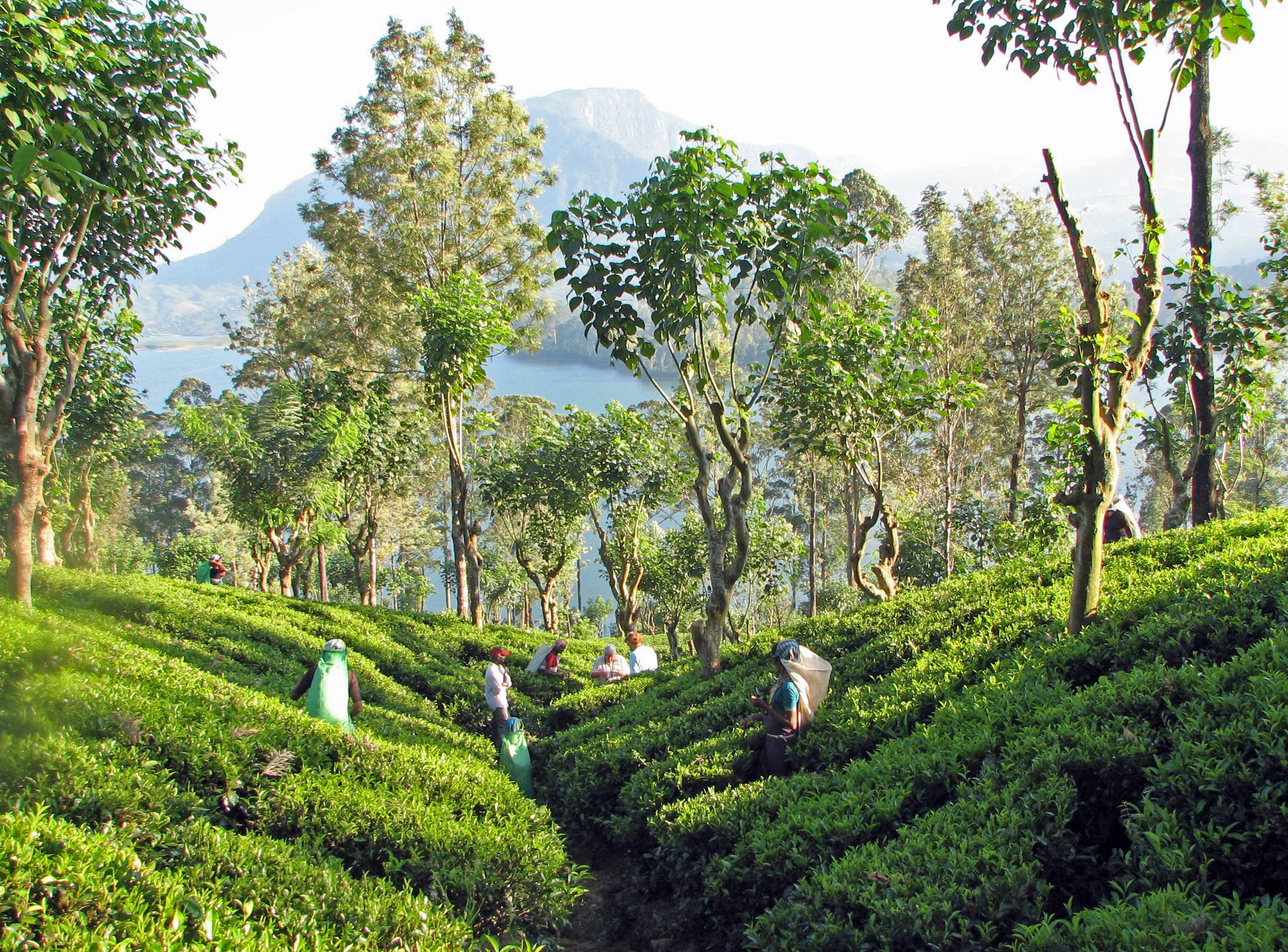 Tea plantation sl